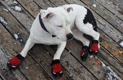 1 QUMY Hundestiefel Wasserdichte Schuhe für Hunde