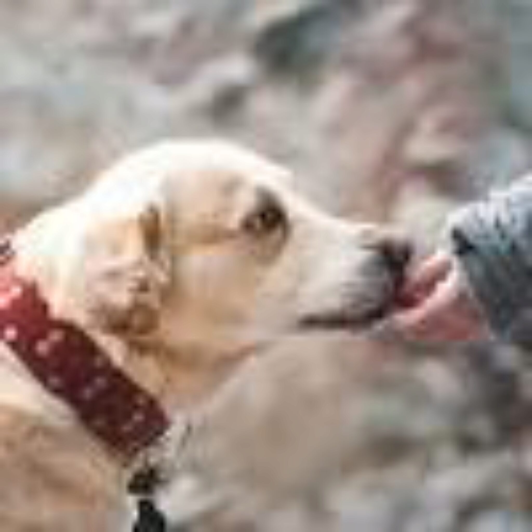 4 Wichtige Tipps Beim Training Eines Hundes Zum Selbstschutz