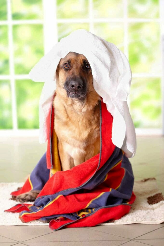 7 Bestes Hundeshampoo Für DanderMay 2021. Bewertungen - The Goody Pet