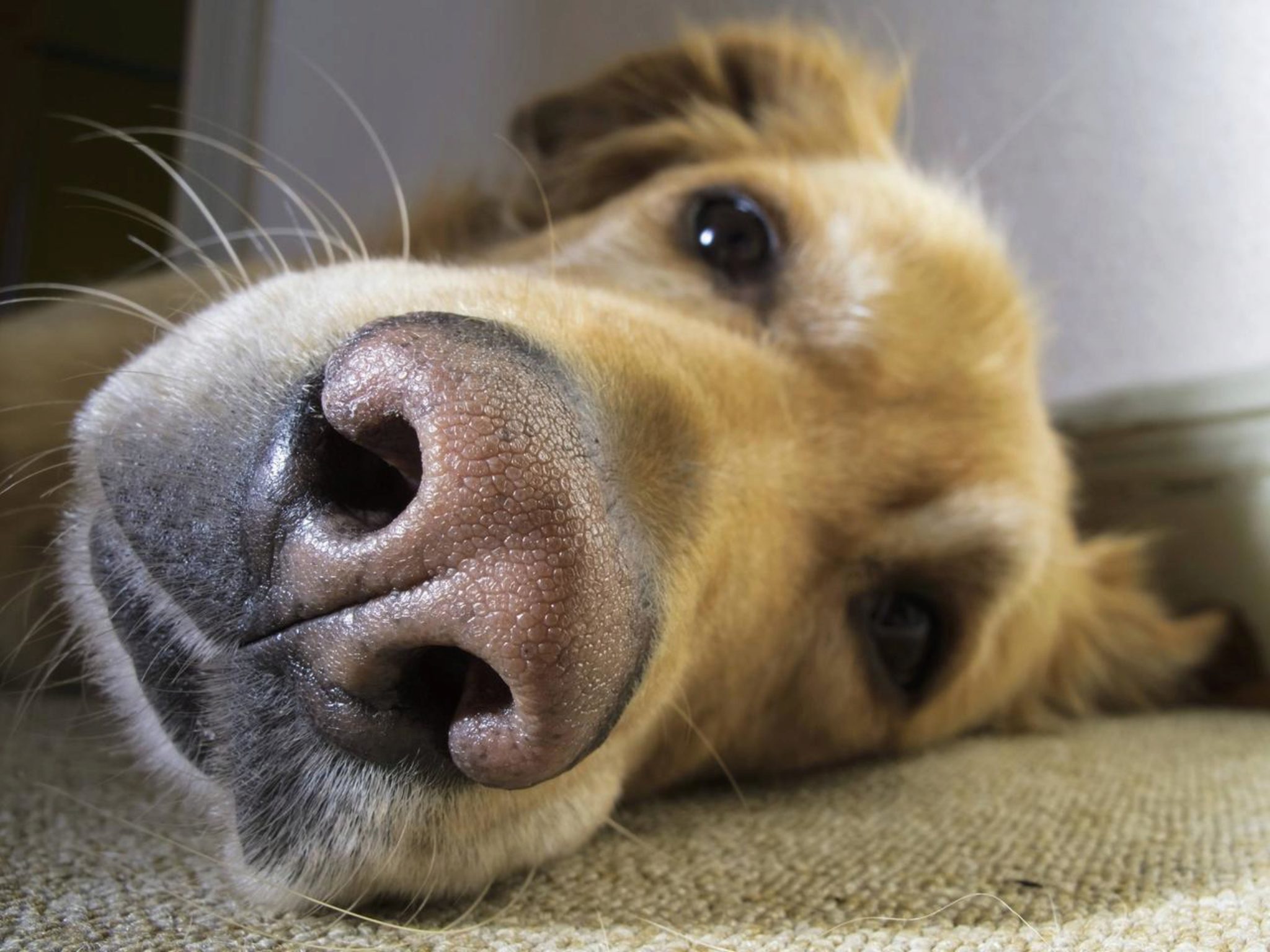 7 Tipps Zur Pflege älterer Hunde