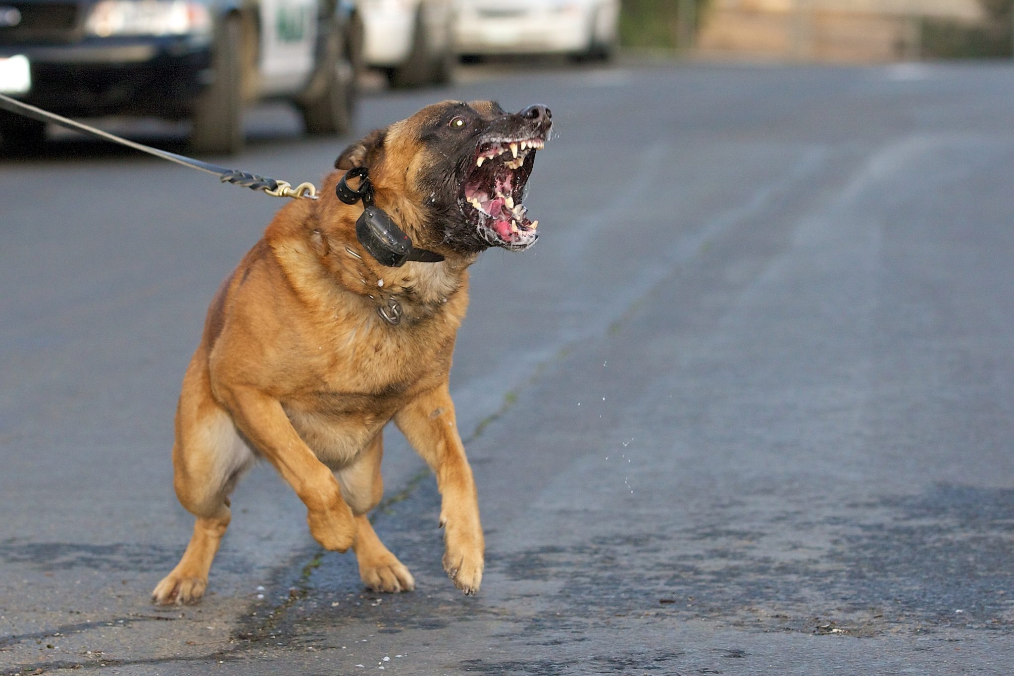 Aggressive Hunderassen. Die Schwarze Liste Der 10 Gefahrlichsten Hunde