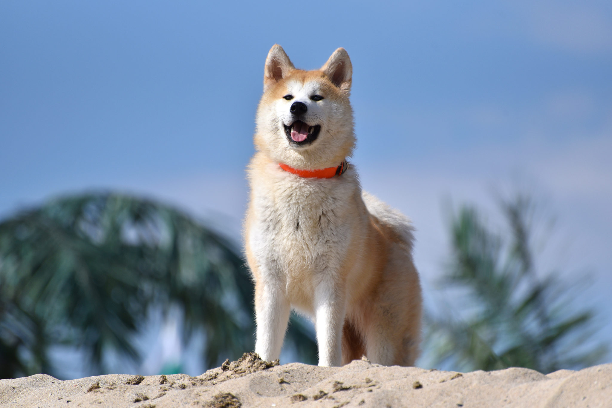 Akita Hund. Rassen Fakten & Temperament