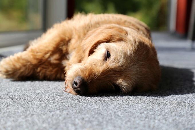 Akuter Sturz Bei Hunden. Ursachen & Behandlungen