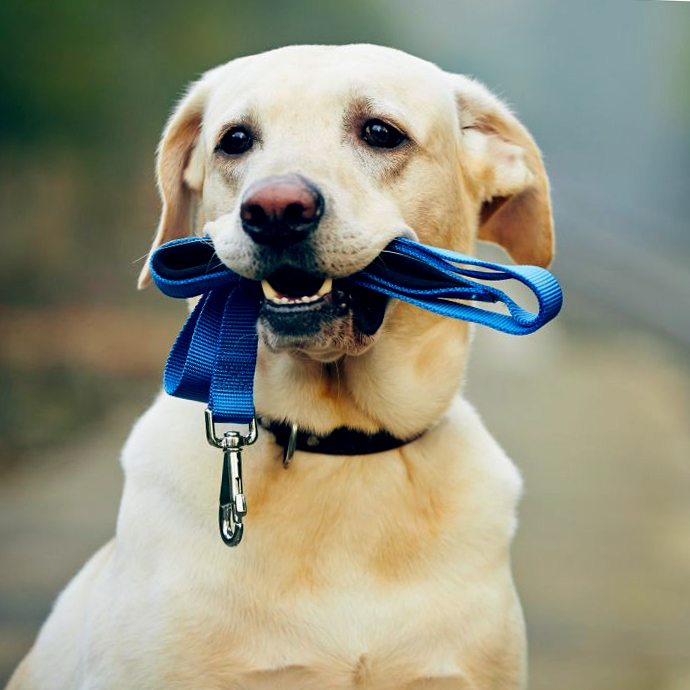 ausziehbare Hundeleine mit Band und abbaubarem Kotbeutel glatte 5 m mittelgroße Hunde Ausziehbare Hundeleine für 25 kg Welpen kleine