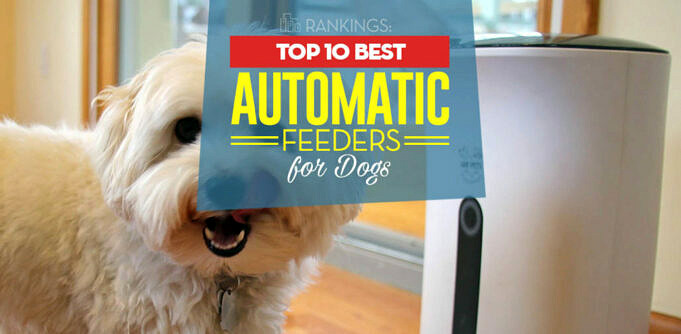 Bester Automatischer Hundefutterautomat Bewertung