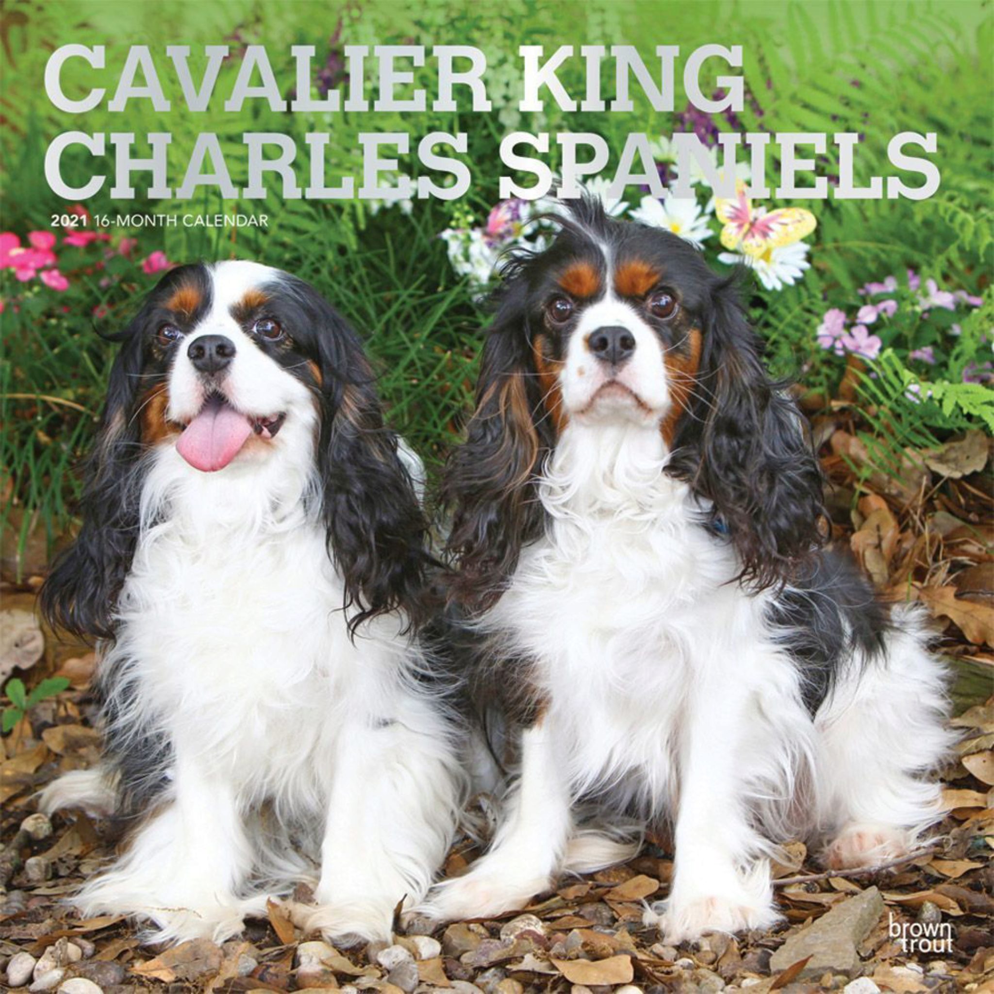 Cavalier King Charles Spaniel Gesundheitsprobleme