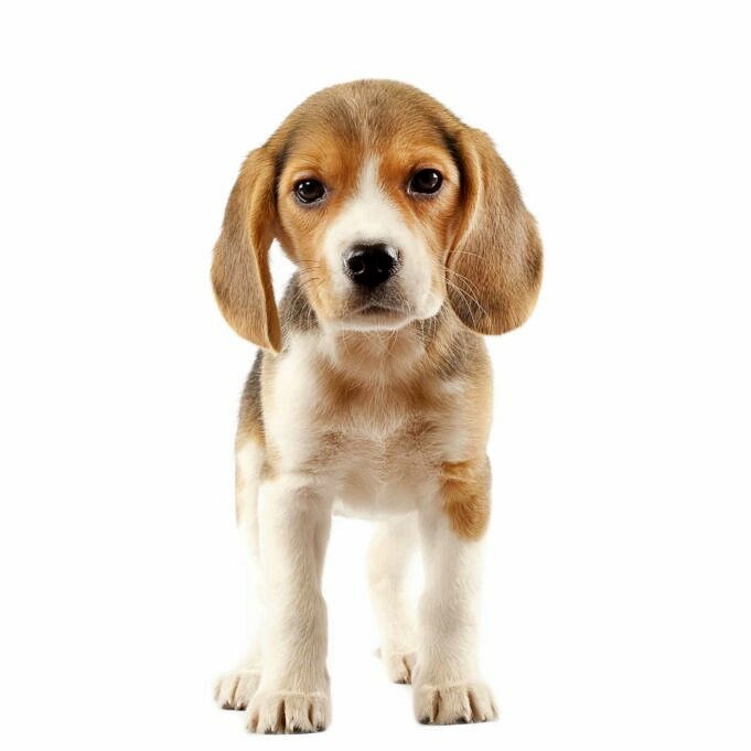 Das Beste Hundefutter Fuer Beagles Bewertung 1