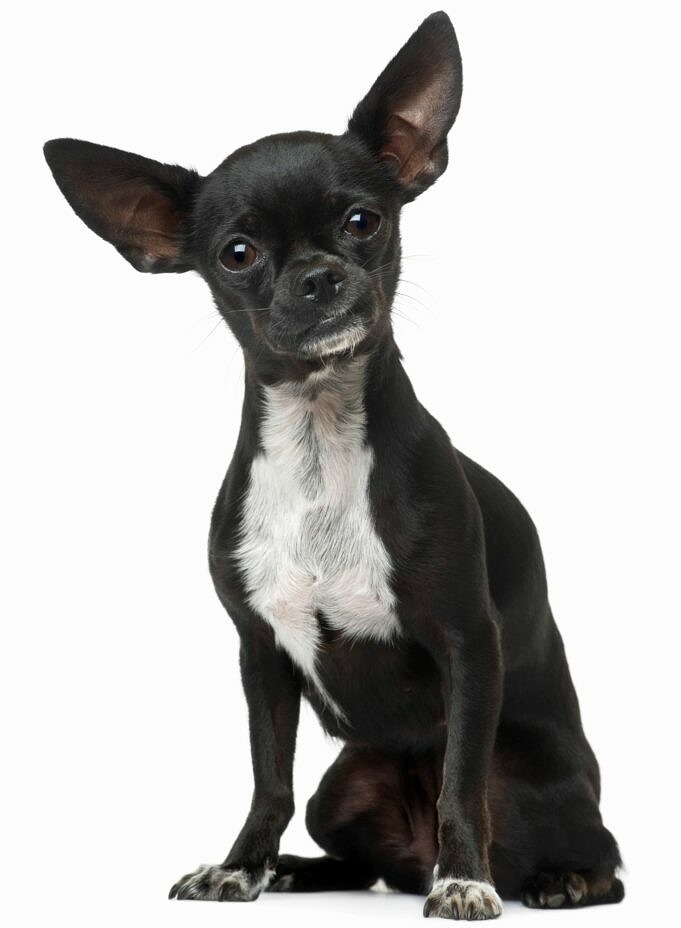 Das Beste Hundefutter Fuer Chihuahua Bewertung
