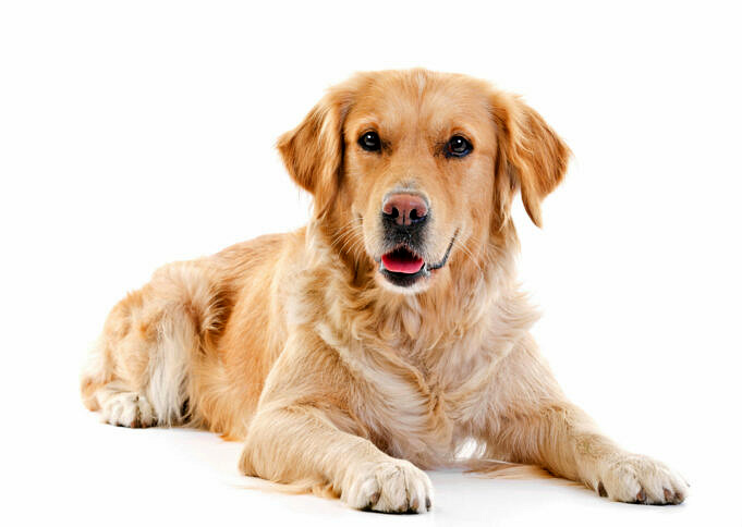 Das Beste Hundefutter Fuer Golden Retriever Bewertung 1