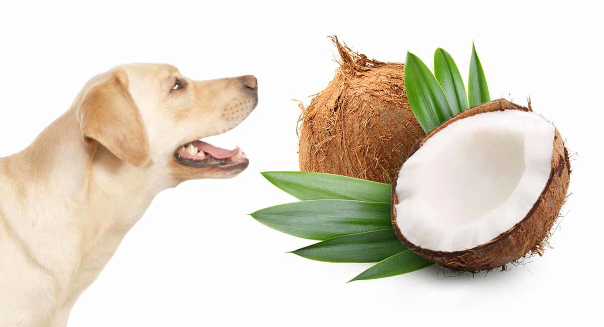 Das Beste Kokosöl Für Hunde (Übersicht)