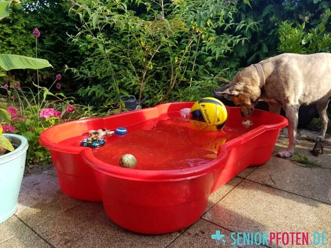Der Beste Hund Schwimmt Fuer Pool Bewertung