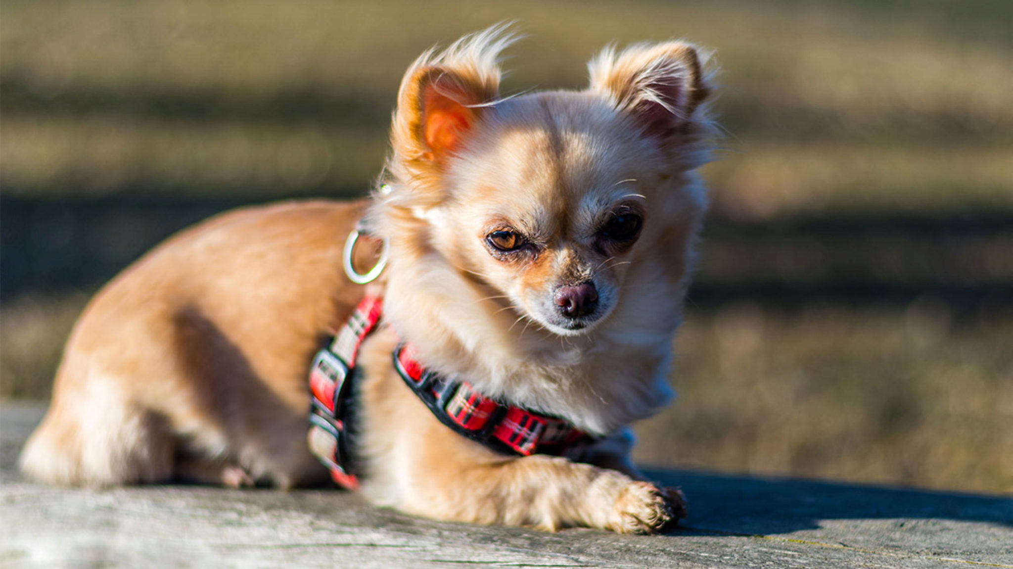 Die Besten Chihuahua-Gurte (Bewertung)