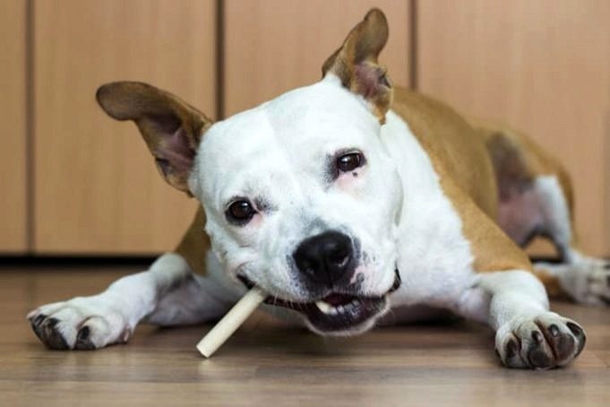 Die Besten Dental Chews Für Hunde (Übersicht)