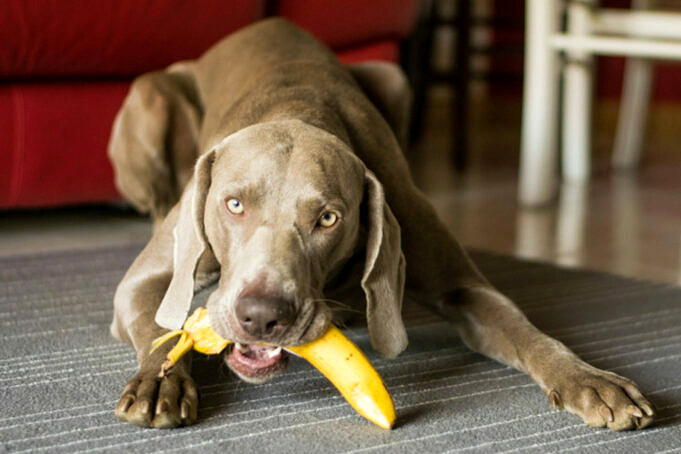 Duerfen Hunde Bananen Essen. Sicher Oder Unsicher