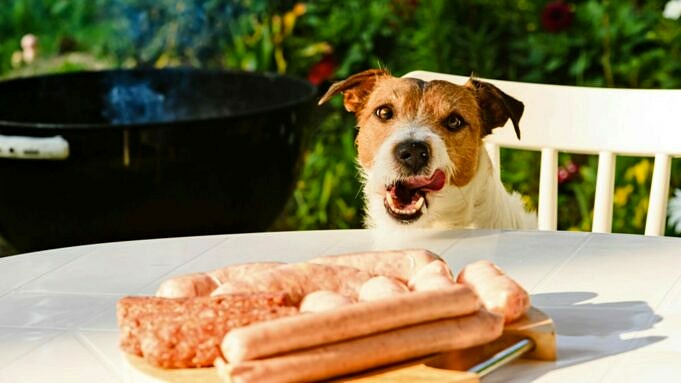 Dürfen Hunde Wurst Essen? Was Du Wissen Musst!