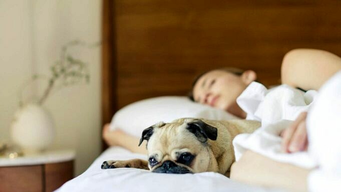 Fünf Gründe, Warum Ihr Hund Auf Dem Boden Statt In Einem Bett Schlafen Sollte
