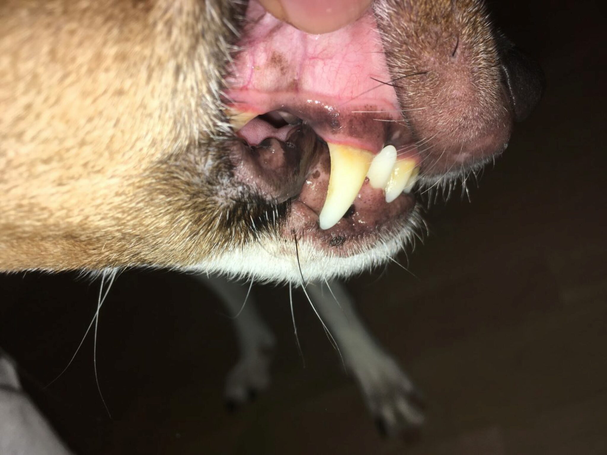 Hat Mein Hund Eine Zahnfleischerkrankung?