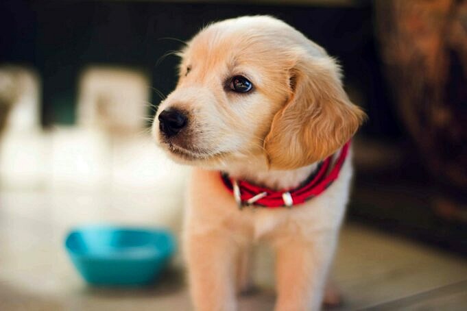 Haustierversicherung Fuer aeltere Hunde. Alles Was Du Wissen Willst