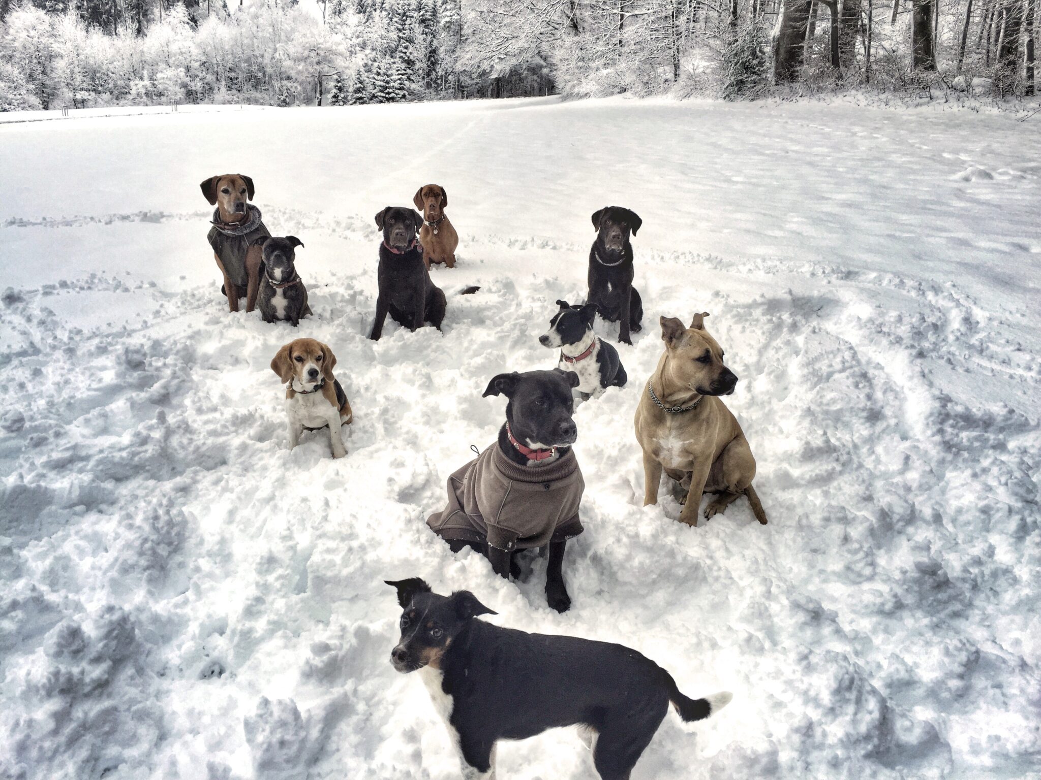 Hunde Im Winter Draussen Halten Sicherheit Bestimmungen Und Haeufig Gestellte Fragen