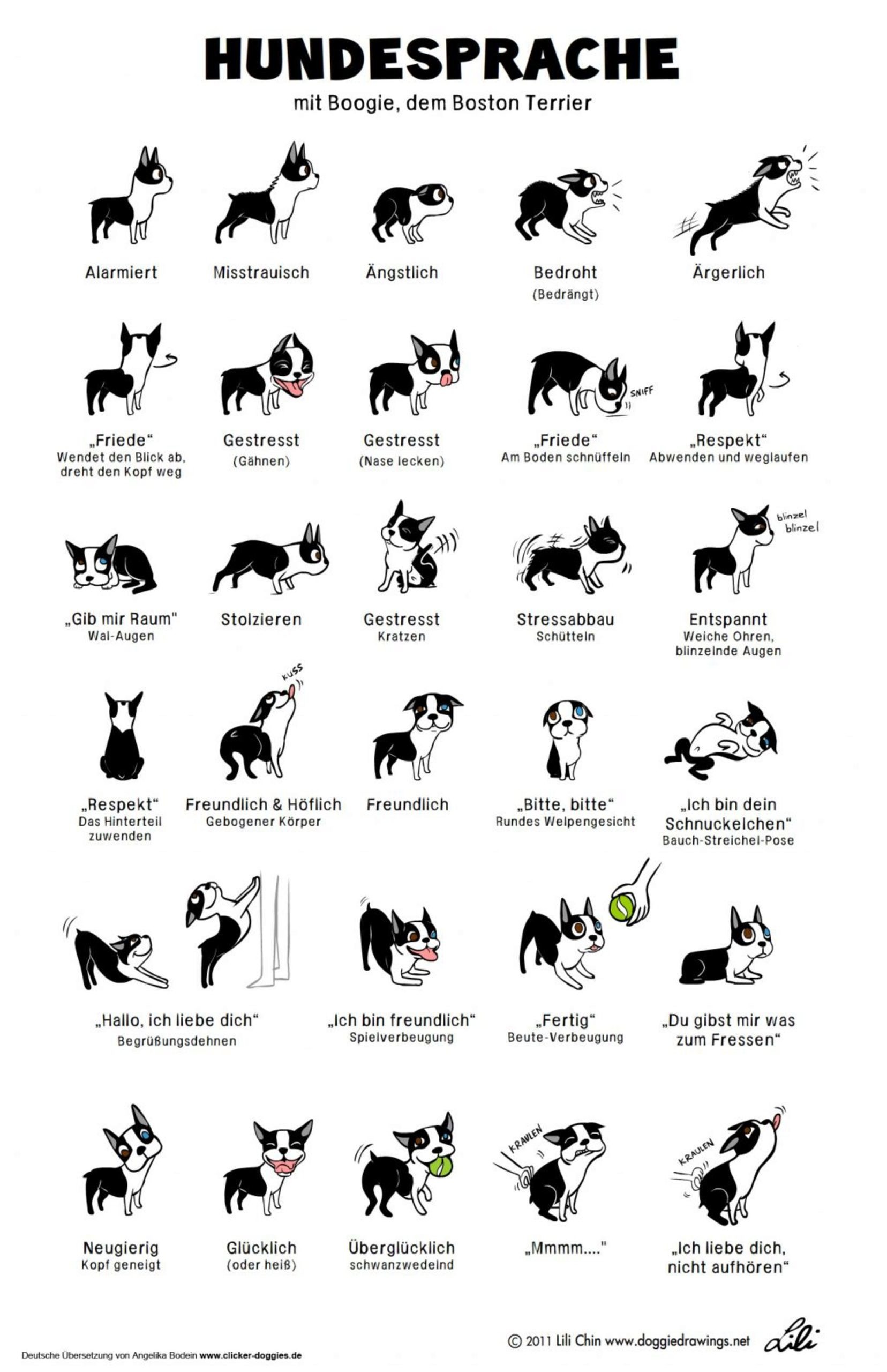 Hundeparkregeln Und Etikette, Um Gut Mit Anderen Zu Spielen