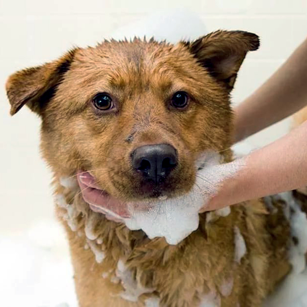 Hundeshampoo Drei Hauptauswahlkriterien