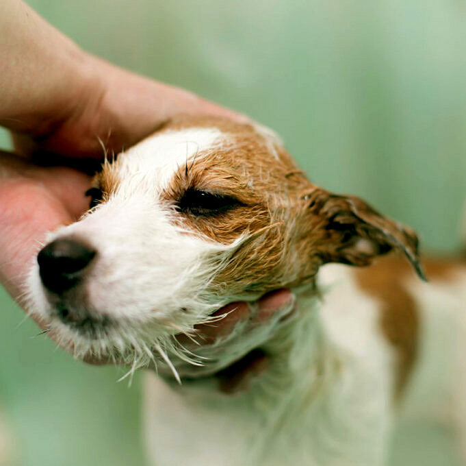 Hundeshampoo als beste Pflege für Ihren Hund