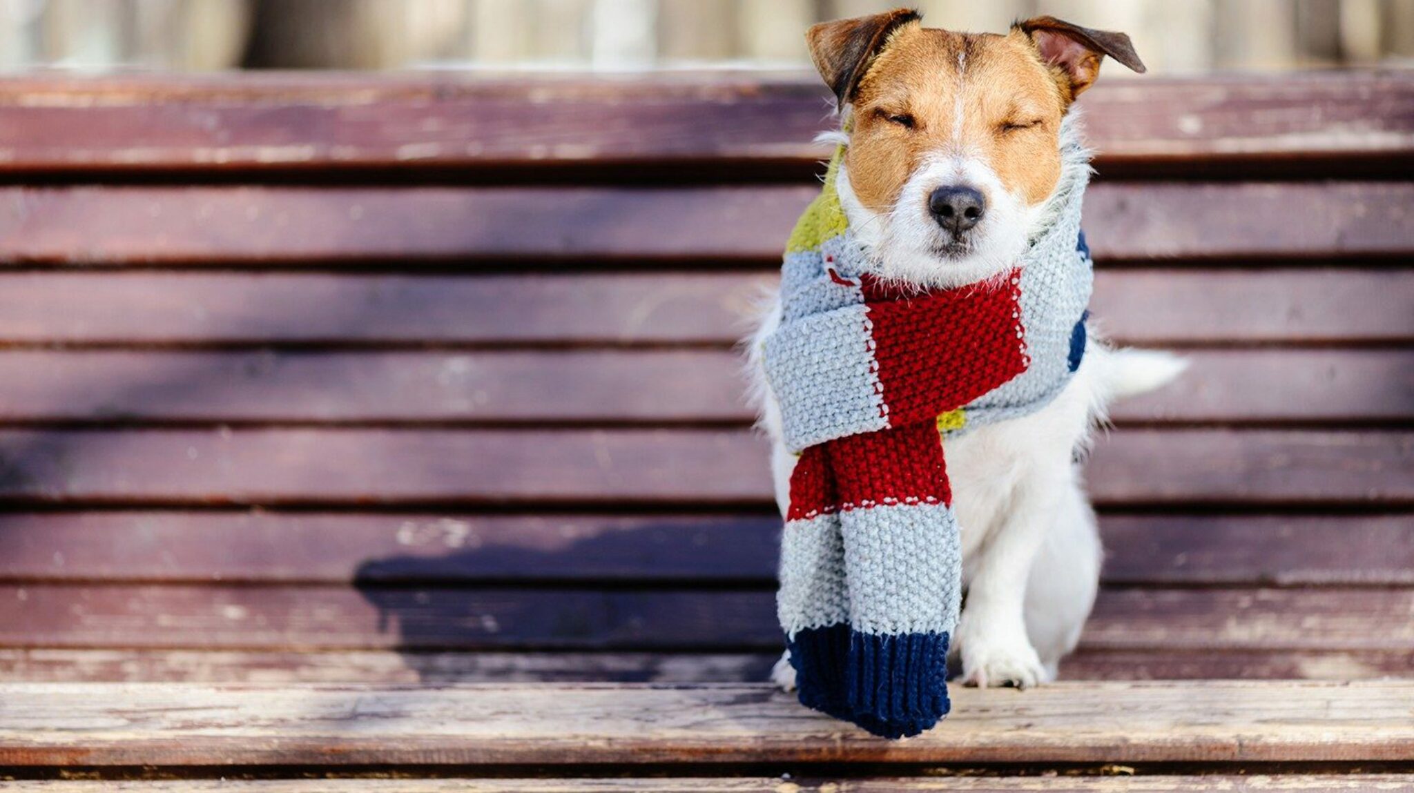 Können Hunde Halsschmerzen Bekommen? 11 Symptome + 17 Behandlungstipps