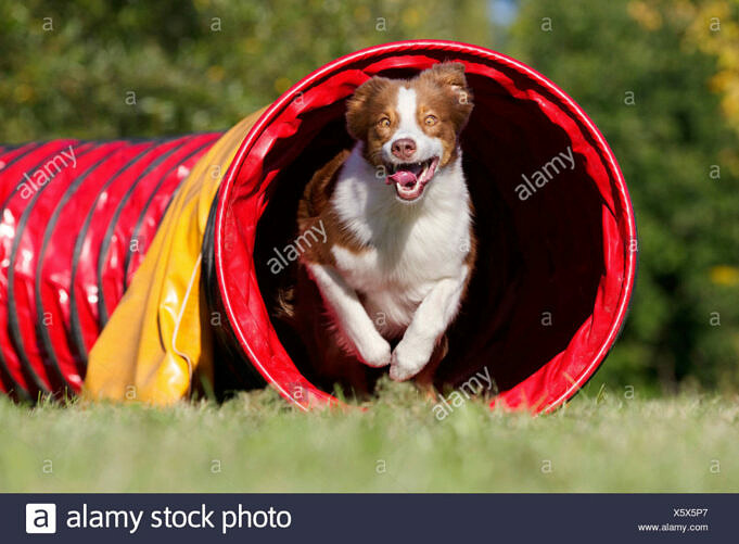 The Best Dog Agility Tunnel Bewertung