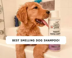 TropiClean Waterless Shampoo Beste Auswahl an Shampoos