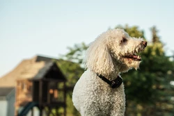 Vorteile von Schockhalsbändern für Hunde