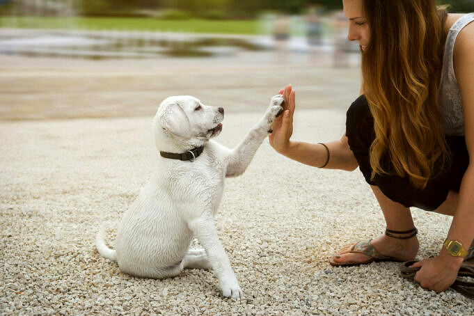 Warum Bellen Kleine Hunde So Viel Trennungsstress, Training & FAQ
