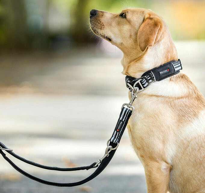 Wie Eng Sollte Ein Hundehalsband Sein?